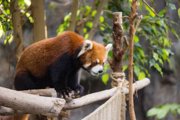 Panda Roja Trepa Árbol — Foto de Stock