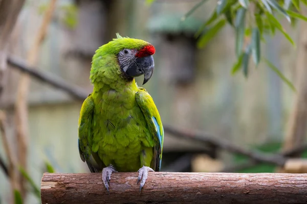 Grön Papegoja Står Trädet — Stockfoto