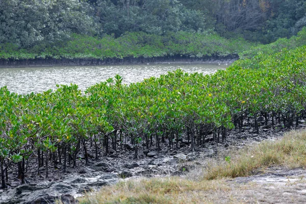 Mangrove Bos Met Rivier Boom — Stockfoto