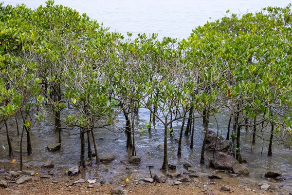 Tropikal Bir Adada Sudaki Mangrov Ağaçları — Stok fotoğraf