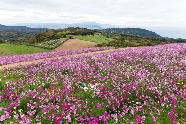 Růžové Sedmikrásky Květinové Pole Awaiji Japonsko — Stock fotografie