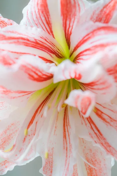 Beautiful Red Striped Barbados Lily — Stock Photo, Image