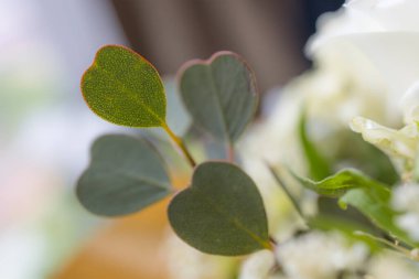 Kalbinde okaliptüs buketi olan güzel beyaz çiçek.