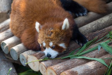 Hayvanat bahçesi parkındaki şirin kırmızı panda.