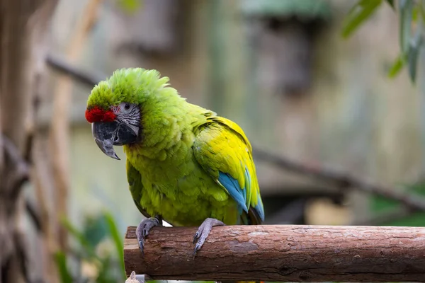 Zielona Papuga Stoi Drzewie — Zdjęcie stockowe