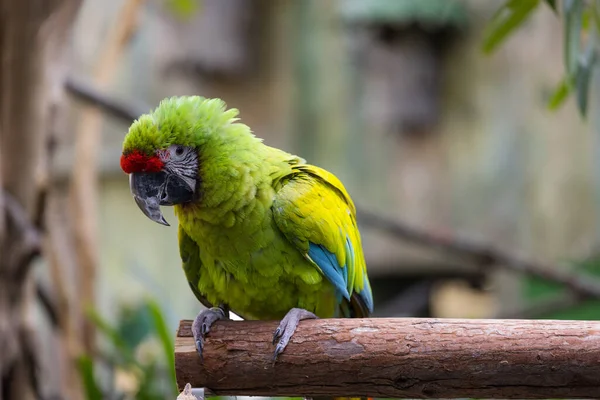 Papagaio Verde Árvore — Fotografia de Stock