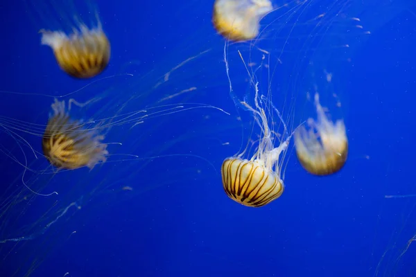 Meduzy Pływają Pod Wodą — Zdjęcie stockowe