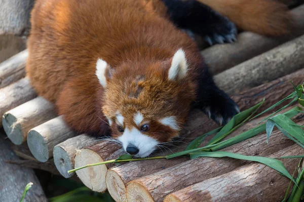Hayvanat bahçesi parkındaki şirin kırmızı panda.