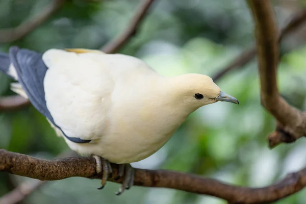 Stoisko Dwukolorowe Ducula Krze Drzewa Parku Zoologicznym — Zdjęcie stockowe