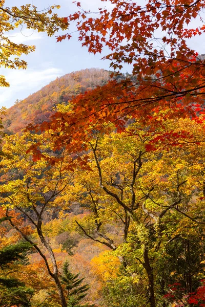 Las Górski Jesienią Kolorowym Drzewem Roślinnym — Zdjęcie stockowe