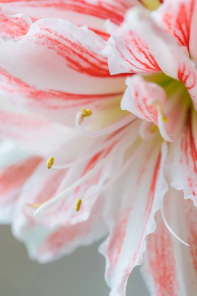 Beautiful Red Striped Barbados Lily — Stock Photo, Image