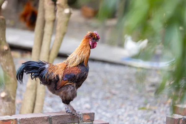 Çiftlikte Tavuk Yürüyüşü — Stok fotoğraf