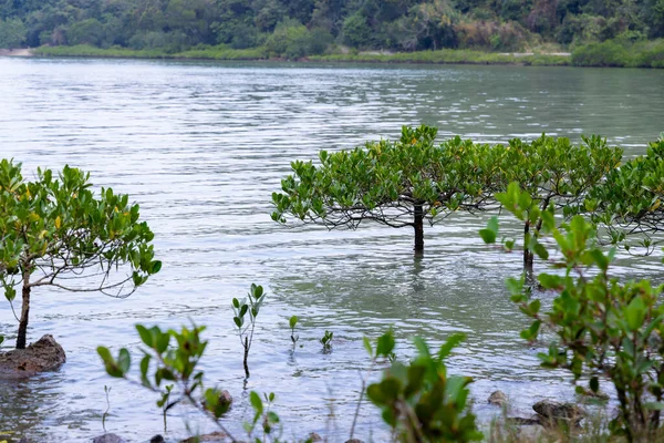 Árbol Del Bosque Manglares Playa — Foto de Stock