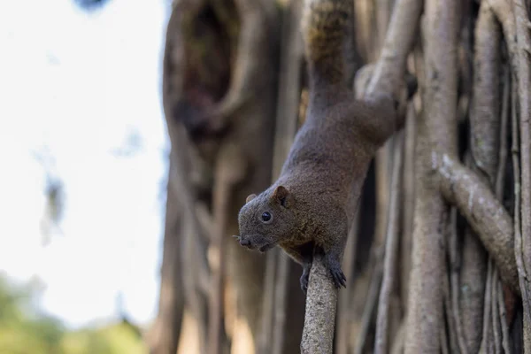Esquilo Cinzento Adorável Parque — Fotografia de Stock