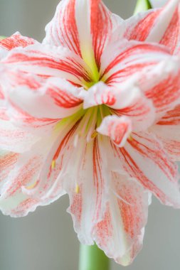 Güzel kırmızı çizgili Barbados zambağı