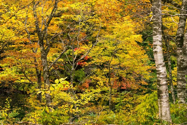 Autumn Forest Beautiful Colorful Tree — Stock Photo, Image