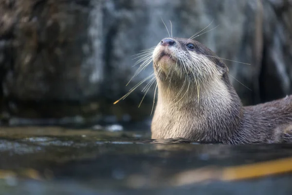 Otter Swim Pond — Stock Photo, Image