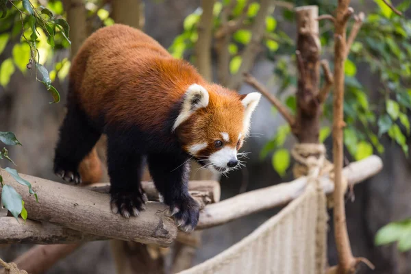 Panda Roja Trepa Árbol — Foto de Stock