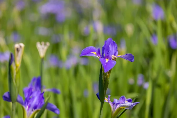 Flower Garden Iris Tectorum — Stock Fotó