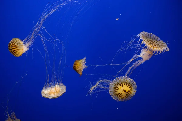 Las Medusas Nadan Bajo Agua — Foto de Stock