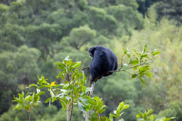 Czarny Goryl Drzewie — Zdjęcie stockowe