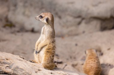 Meerkat kayanın üzerinde dur ve etrafına bak.