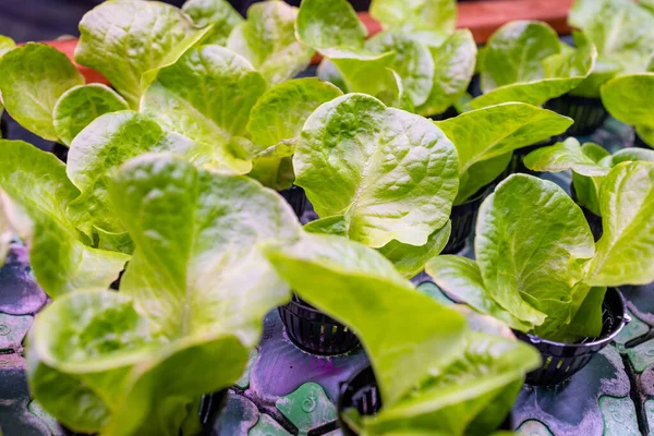 LED ışık ile kapalı Hidrofonik plantasyonu