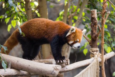 Kızıl panda ağaca tırman.