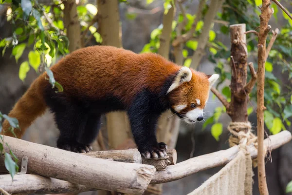 Panda Roja Trepa Árbol —  Fotos de Stock