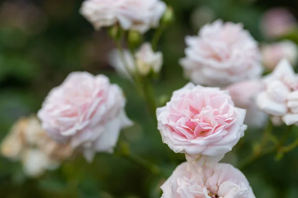 Pink Rose Flower Garden Park — Stock Photo, Image