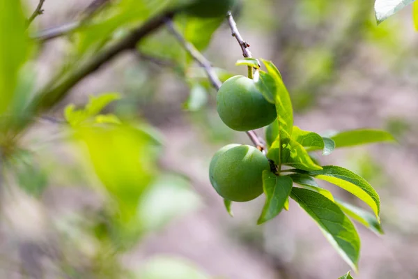 Fruit Greengage Tree — Stock Photo, Image