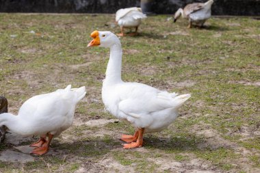 Çiftlikteki beyaz kazlar