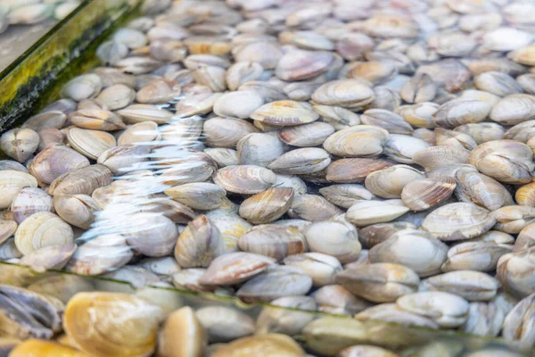 Amêijoa Crua Fresca Vendendo Mercado Molhado — Fotografia de Stock