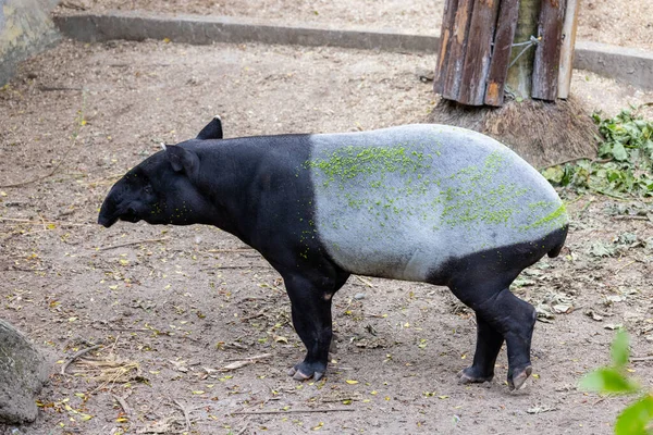 Malayan Tapir Zoo Park — Foto Stock