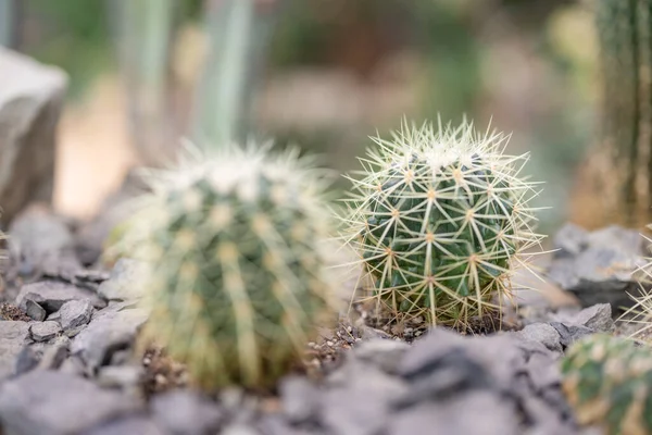 Cactus Tree Green House — Stock Photo, Image