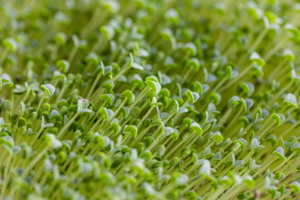 Germoglio Semi Chia Nel Giardino Casa — Foto Stock