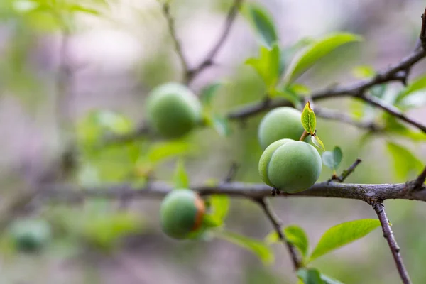 Früchte Grüne Unreife Pflaume Auf Ästen Von Bäumen — Stockfoto