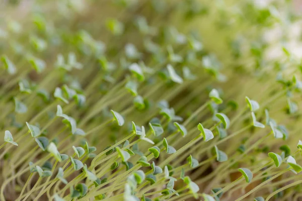 Chia Seed Sprout Home Garden — Stock Photo, Image