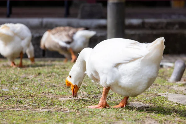 White Geese Farm — Fotografia de Stock