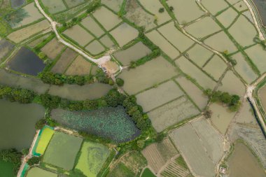 Hong Kong Sheung Shui 'deki pirinç tarlası manzarası