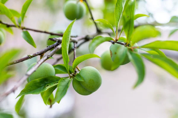 Fruit Greengage Tree — Stock Photo, Image