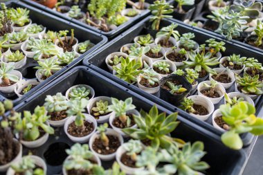 Bir sürü sulu saksı bitkisi