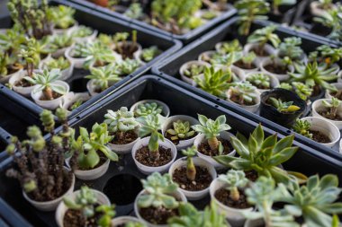 Bir sürü sulu saksı bitkisi