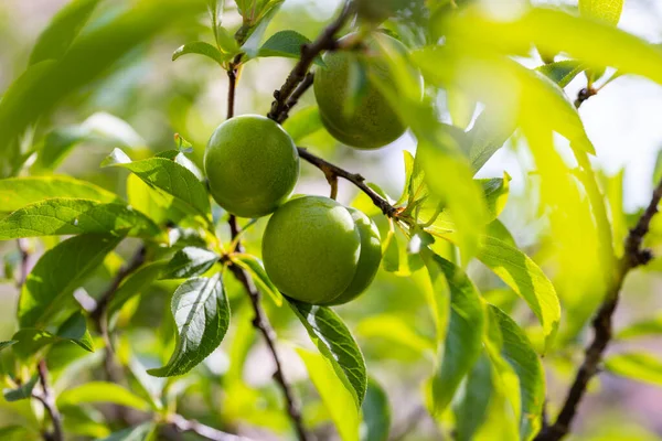 Früchte Grüne Unreife Pflaume Auf Ästen Von Bäumen — Stockfoto