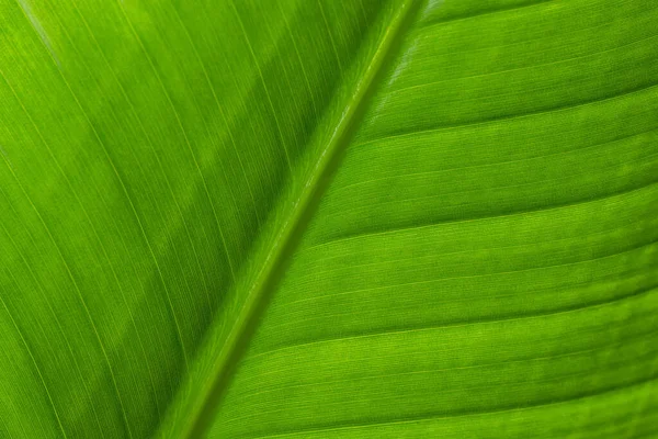 Green Leaf Texture Pattern Close — Stock Photo, Image