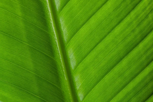 Yeşil Yaprak Deseni Kapat — Stok fotoğraf