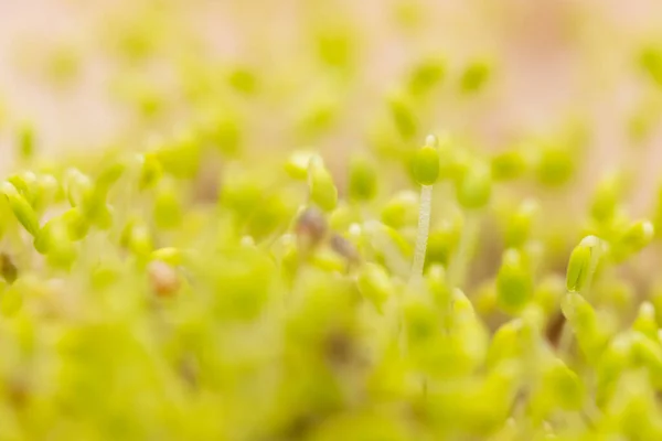 自宅の庭で発芽したチアの種 — ストック写真