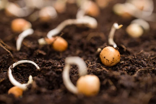 Plantação Sementes Solo — Fotografia de Stock