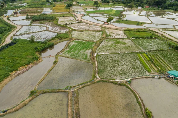 Top View Rice Field Hong Kong Sheung Shui — ストック写真