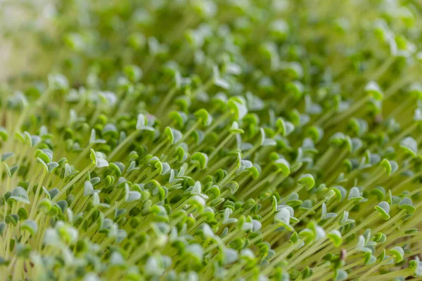 Sprouted Chia Seed Home Garden — Stock Photo, Image